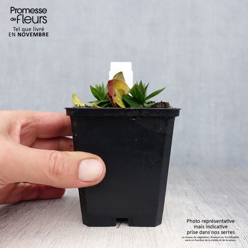 Spécimen de Gentiane asclépiade - Gentiana asclepiadea Godet de 8/9 cm tel que livré en automne