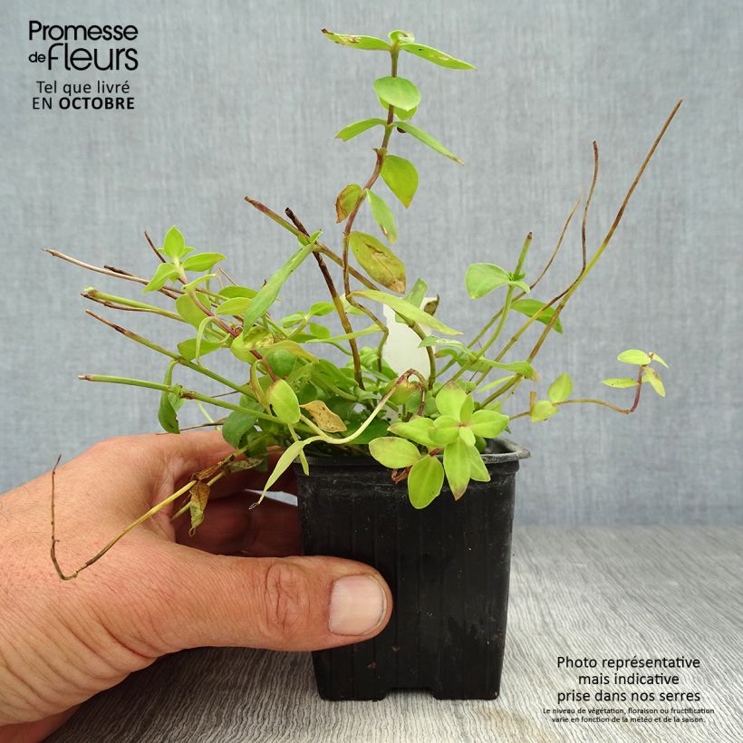 Spécimen de Gentiane Little Pinkie Godet de 8/9 cm tel que livré en automne