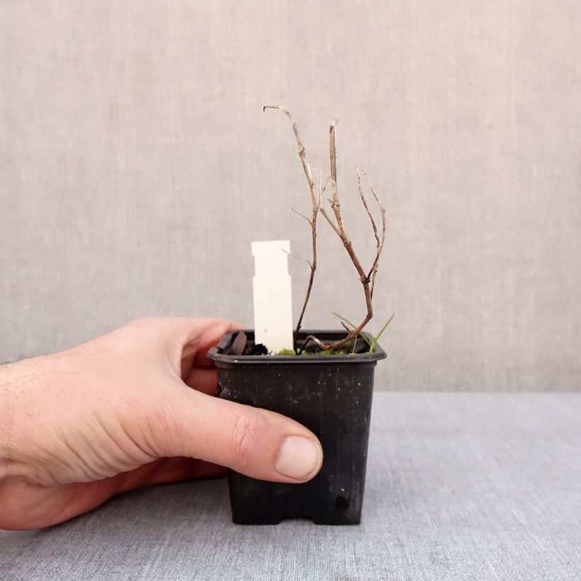 Spécimen de Gentiane scabra Zuki-rindo Godet de 8/9 cm tel que livré en hiver