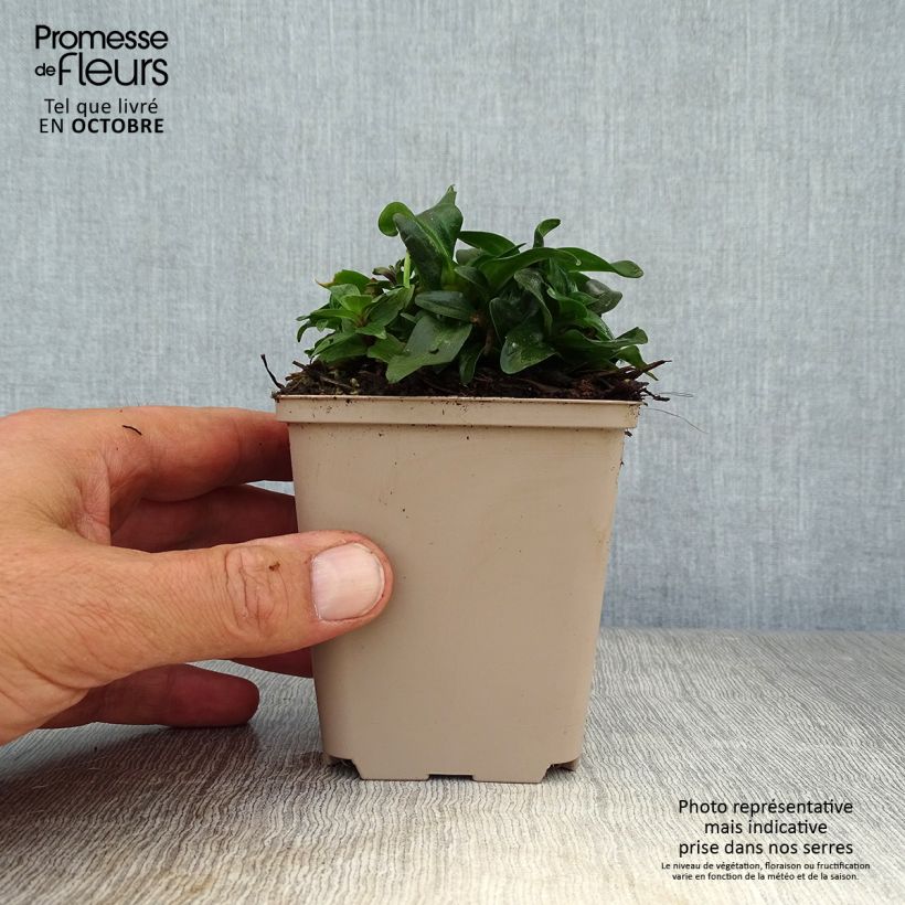 Spécimen de Gentiane septemfida var. lagodechiana Godet de 8/9 cm tel que livré en automne