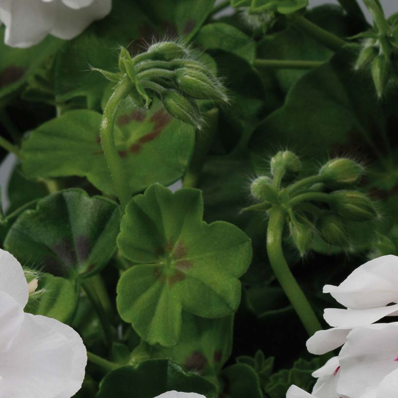 Géranium lierre double BIG 5 White - Pelargonium peltatum (Feuillage)