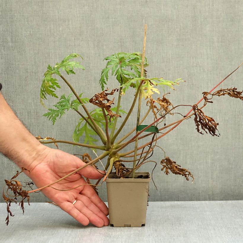 Spécimen de Geranium maderense Album - Géranium de Madère blanc Godet de 8/9 cm tel que livré en automne