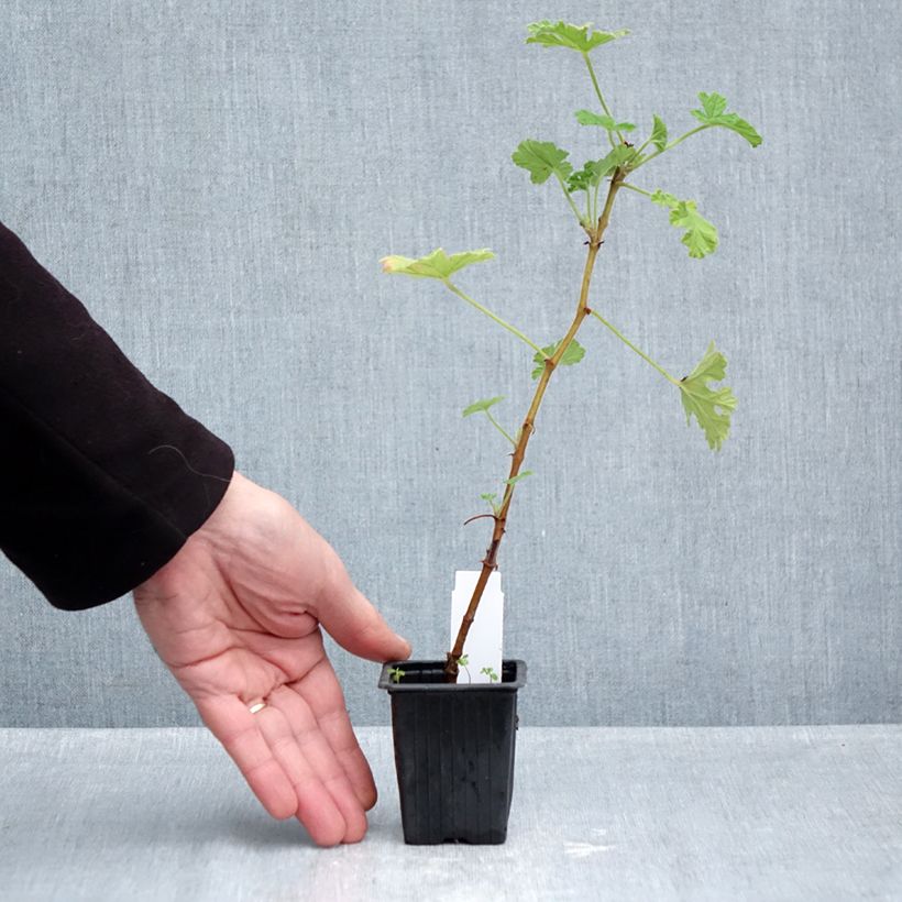 Spécimen de Géranium odorant Rosat - Pelargonium capitatum 1L - Pélargonium à fleurs en tête  Godet de 7/8 cm tel que livré en automne