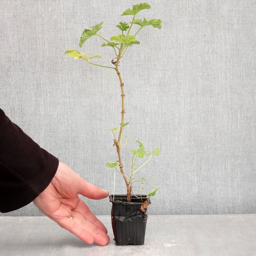 Spécimen de Géranium odorant Rosat - Pelargonium capitatum 1L - Pélargonium à fleurs en tête  Godet de 7/8 cm tel que livré en hiver