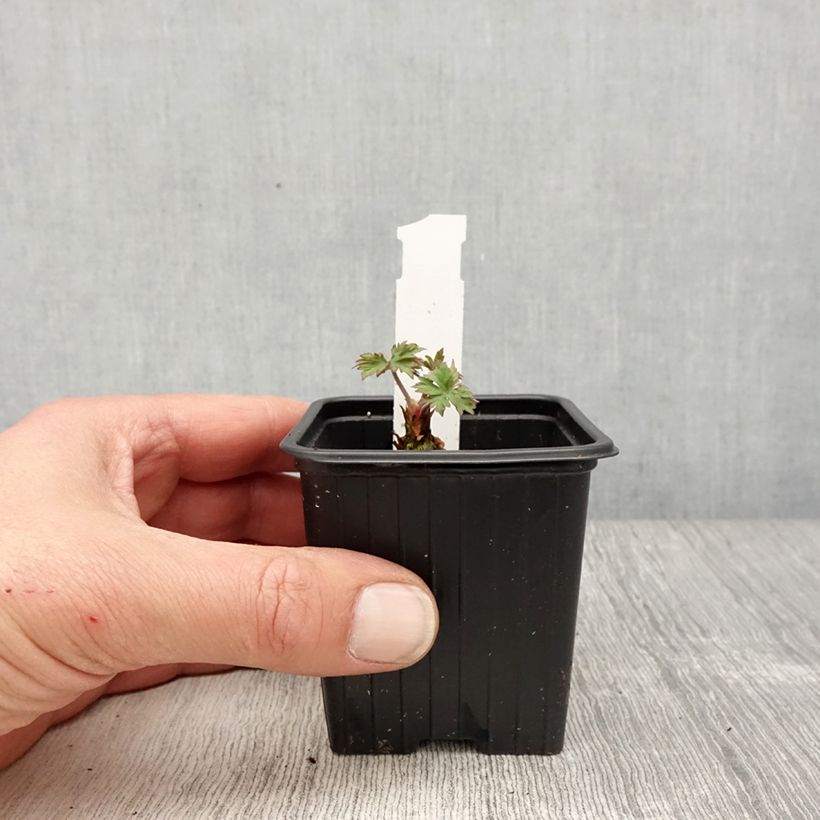 Amostra de Geranium pratense Else Lacey Vaso de 8/9 cm tal como entregue na primavera