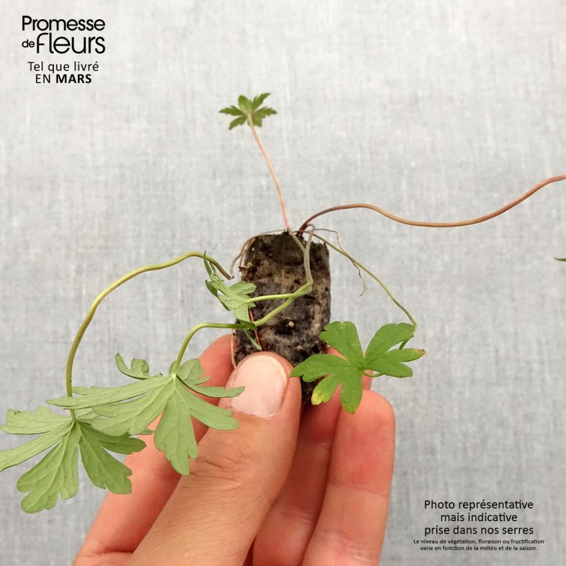 Geranium pratense Else Lacey - Geranio dei prati Mini zolla Ø 1,5/2,5 cm esemplare consegnato in primavera