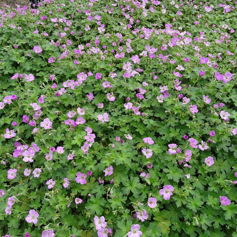 Géranium vivace riversleaianum Mavis Simpson (Port)