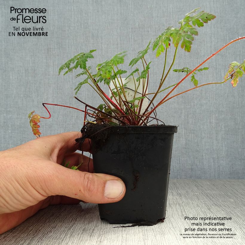 Spécimen de Geranium robertianum - Géranium Herbe à Robert Godet de 8/9 cm tel que livré en automne