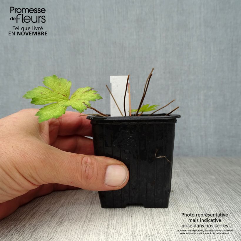 Spécimen de Géranium vivace Ann Folkard Godet de 8/9 cm tel que livré en automne