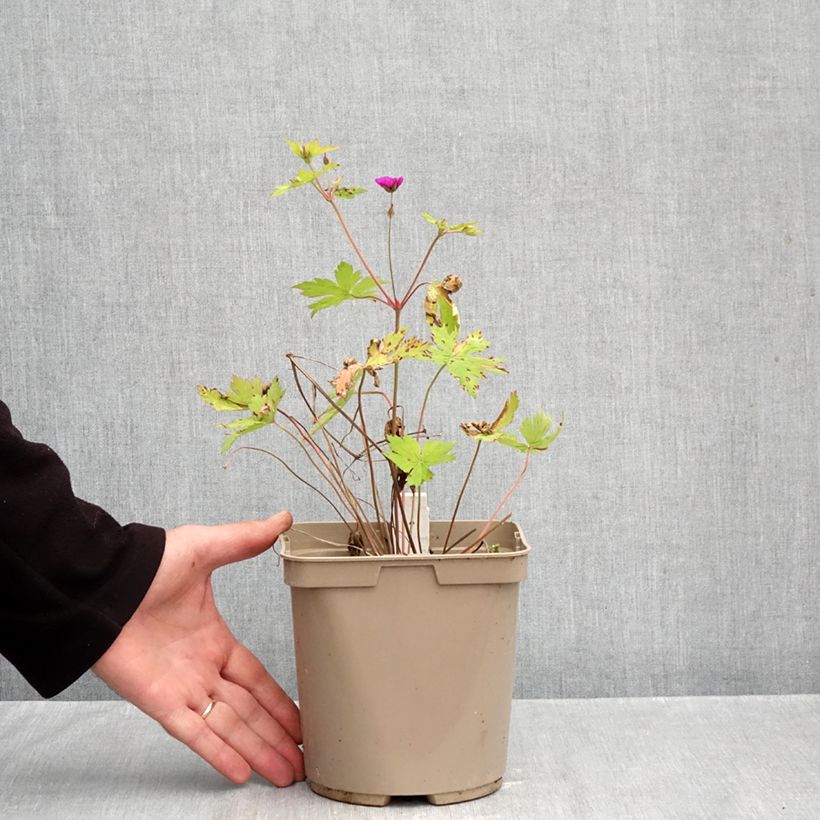 Spécimen de Géranium vivace Ann Folkard Pot de 2L/3L tel que livré en automne