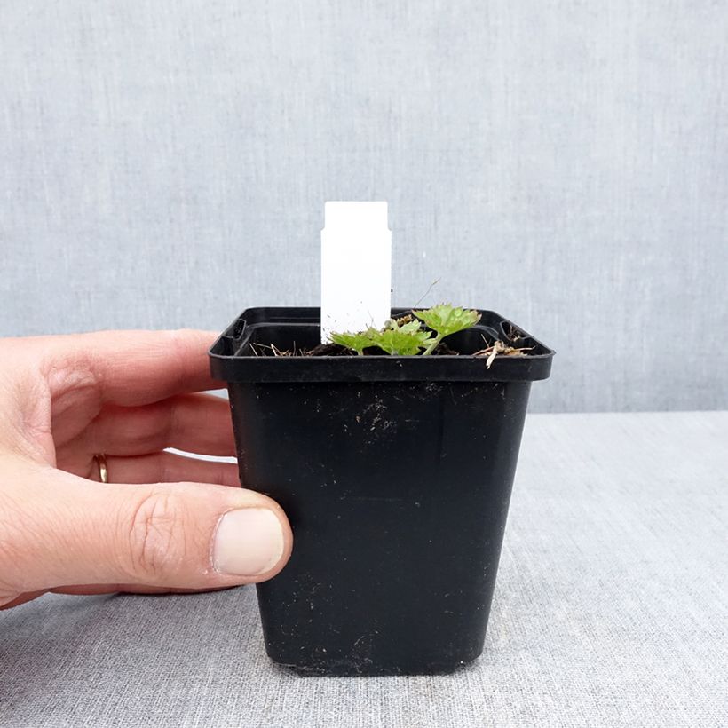 Spécimen de Géranium vivace Anne's Family Carol Anne Godet de 8/9 cm tel que livré au printemps