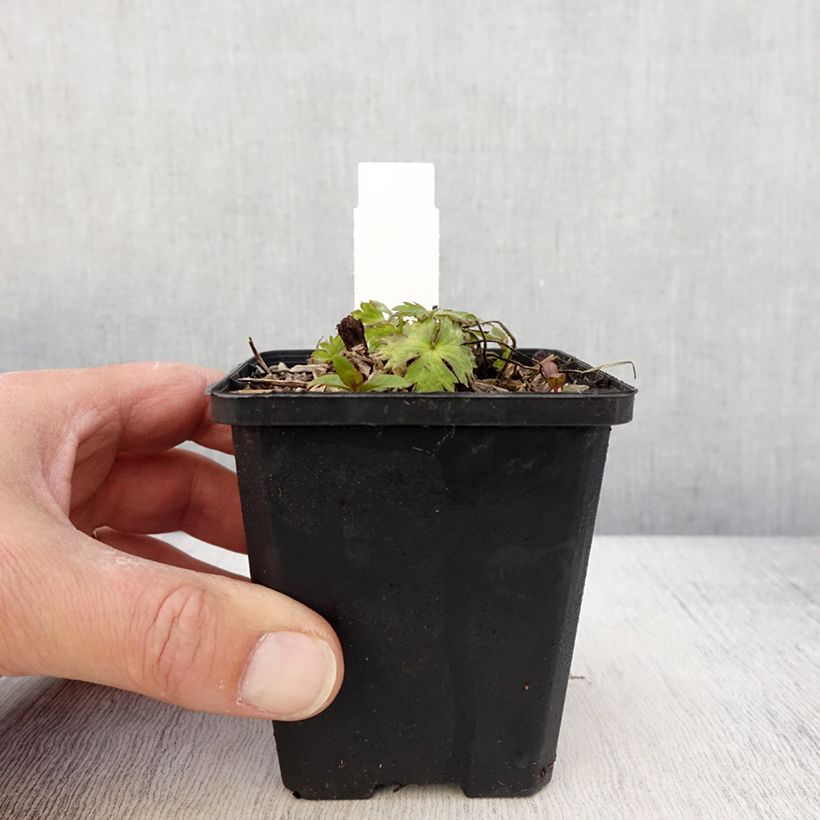 Spécimen de Géranium vivace Anne's Family Mary Anne Godet de 8/9 cm tel que livré au printemps