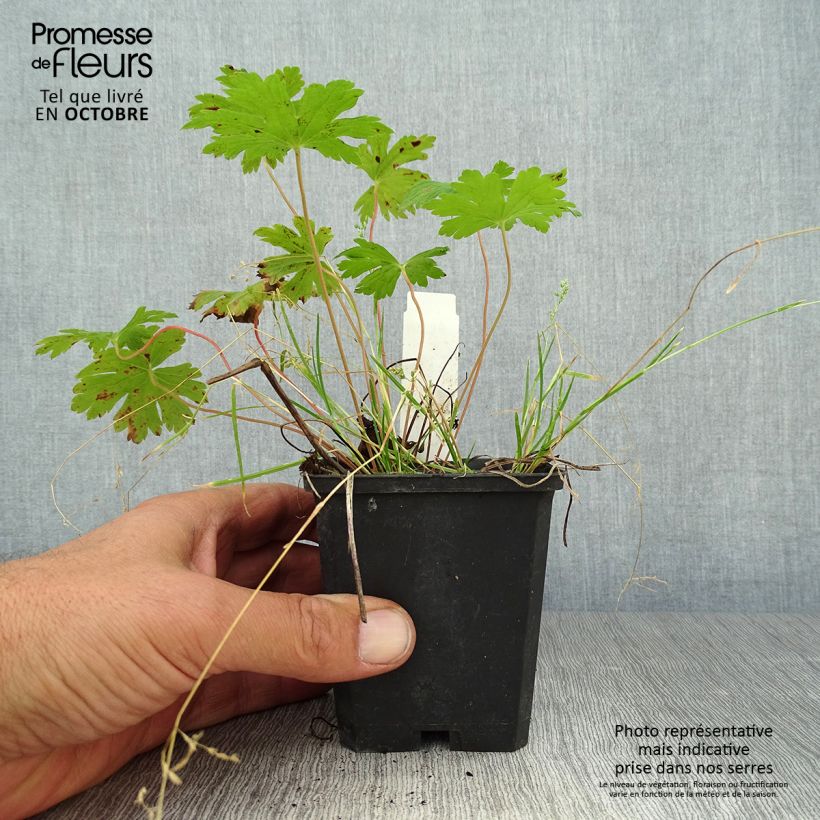 Spécimen de Géranium vivace Anne Thomson Godet de 8/9 cm tel que livré en automne