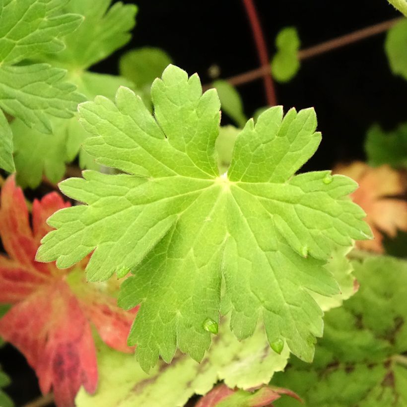 Géranium vivace Anne Thomson (Feuillage)