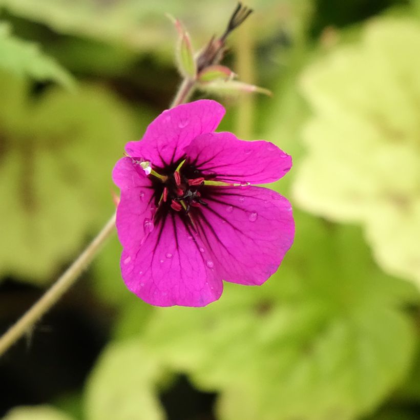 Géranium vivace Anne Thomson (Floraison)