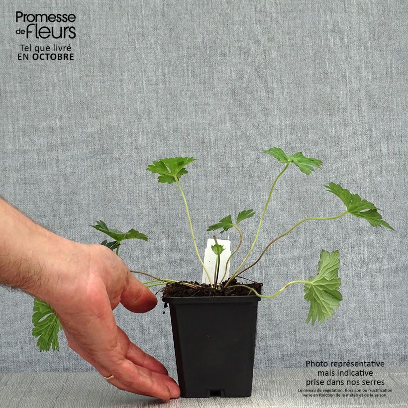 Spécimen de Géranium vivace Azure Rush Godet de 8/9 cm tel que livré en automne