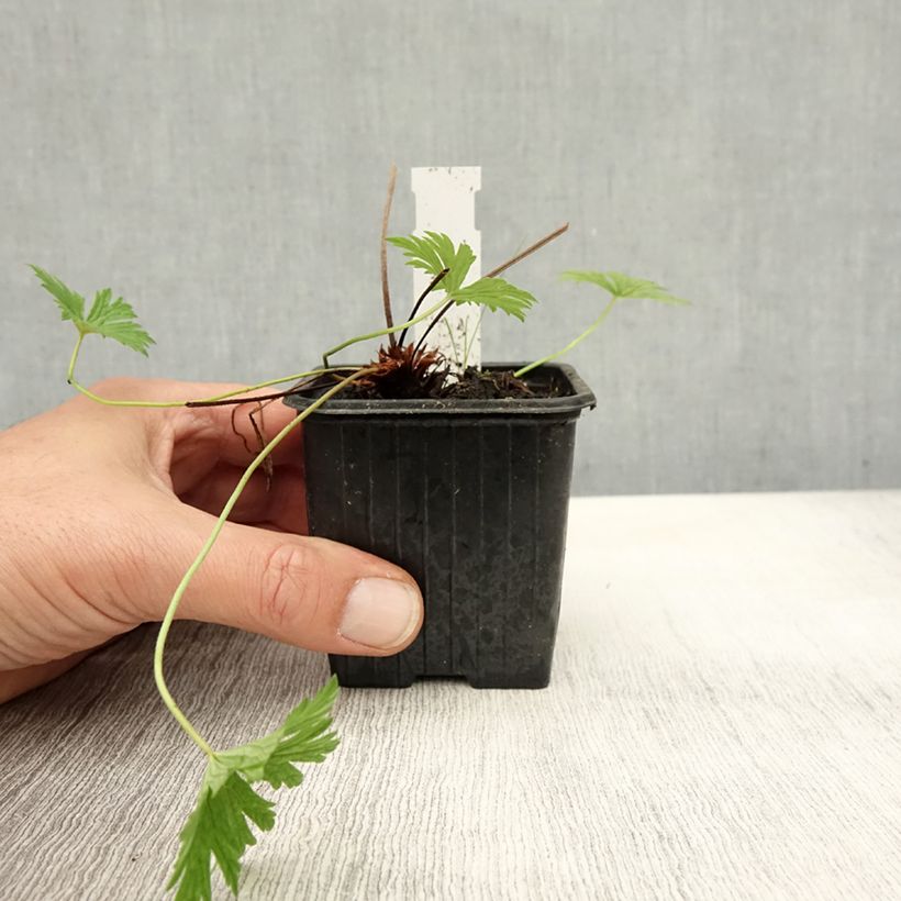 Spécimen de Geranium vivace Blue Cloud Godet de 8/9 cm tel que livré en automne