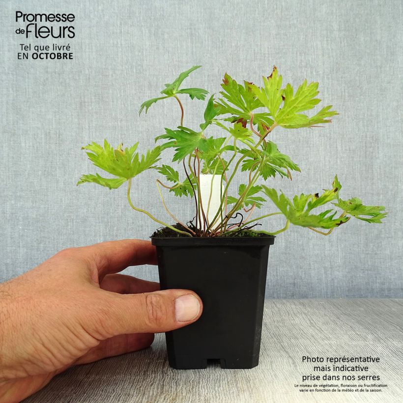 Spécimen de Géranium vivace Blue Sunrise Godet de 8/9 cm tel que livré en automne