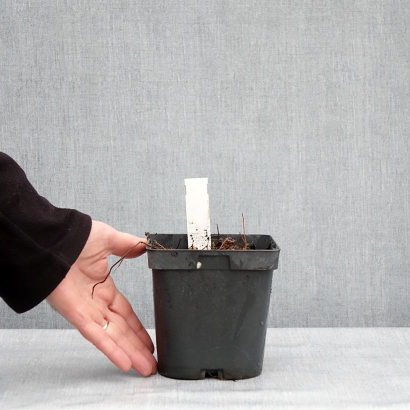 Spécimen de Géranium vivace Blue Sunrise Pot de 2L/3L tel que livré en hiver