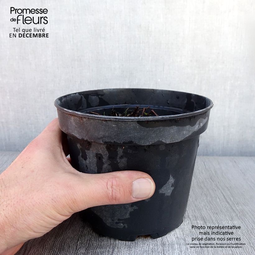 Spécimen de Géranium vivace Blushing Turtle Pot de 2L/3L tel que livré en automne