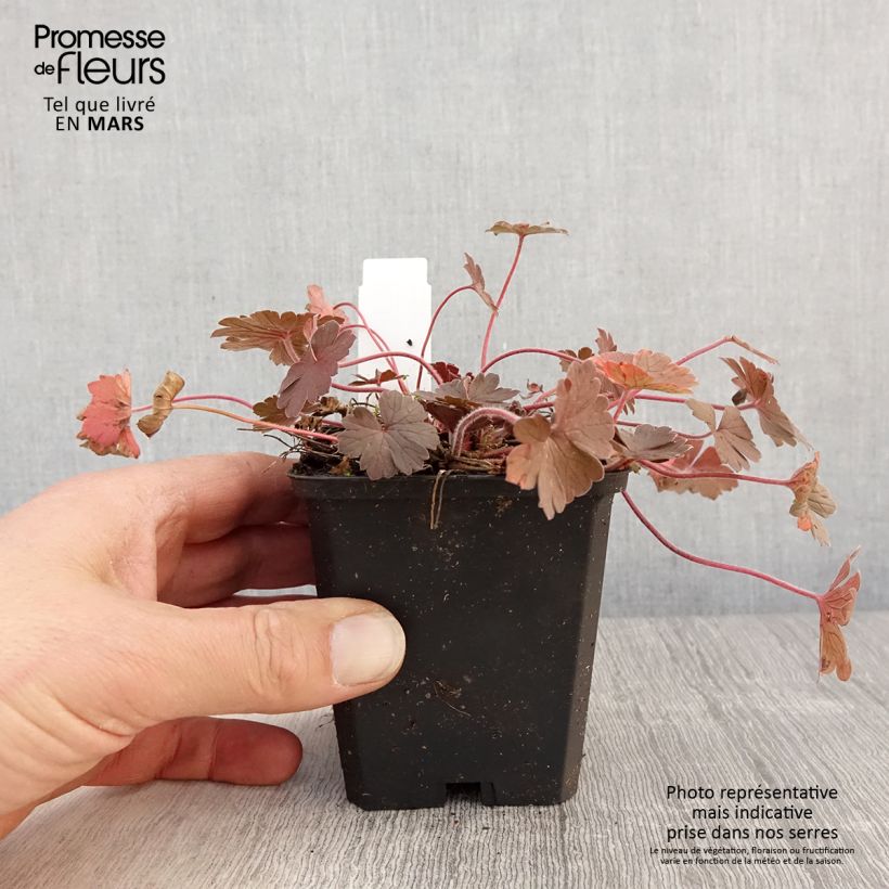 Spécimen de Geranium vivace Bob's Blunder Godet de 8/9 cm tel que livré au printemps