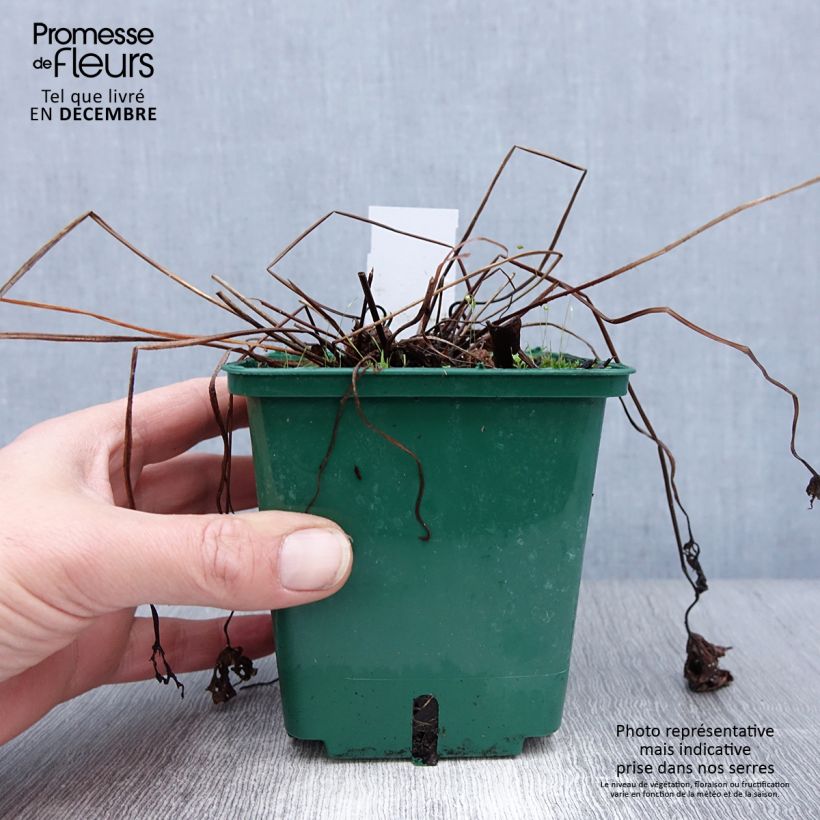 Spécimen de Géranium vivace Brookside - Géranium vivace hybride bleu  Pot de 1L/1,5L tel que livré en hiver