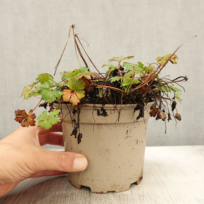 Spécimen de Géranium vivace cantabrigiense Biokovo Pot de 2L/3L tel que livré en automne