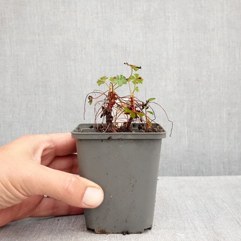 Spécimen de Géranium vivace cantabrigiense Crystal Rose Godet de 8/9 cm tel que livré en automne