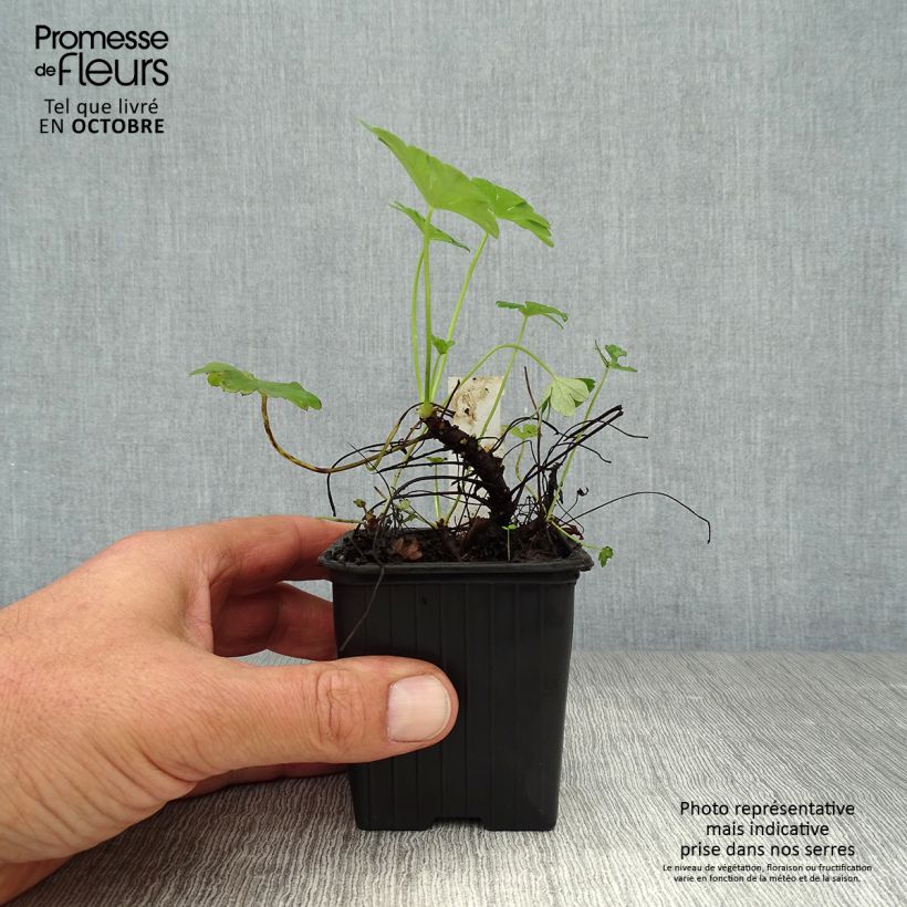 Spécimen de Géranium vivace cantabrigiense Karmina Godet de 8/9 cm tel que livré en automne