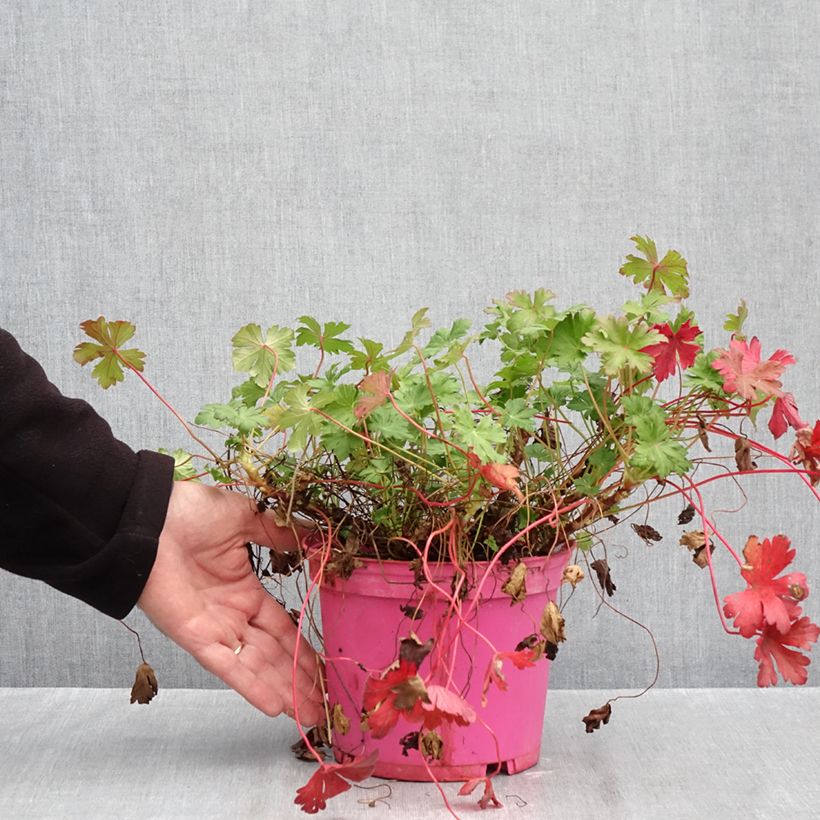 Spécimen de Géranium vivace cantabrigiense Karmina Pot de 2L/3L tel que livré en automne