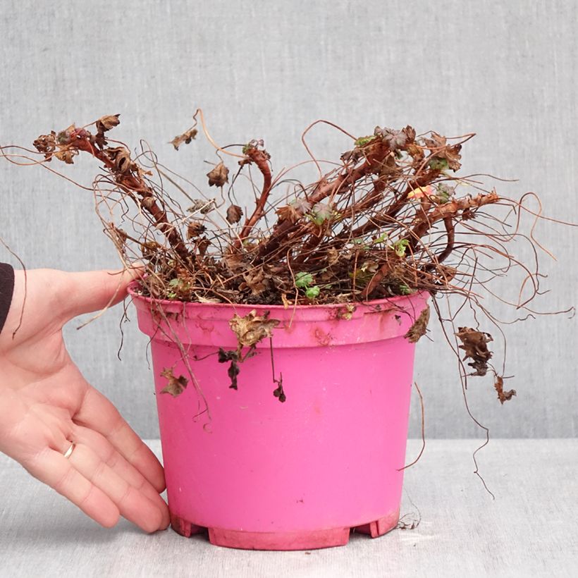 Spécimen de Géranium vivace cantabrigiense Karmina Pot de 2L/3L tel que livré en hiver