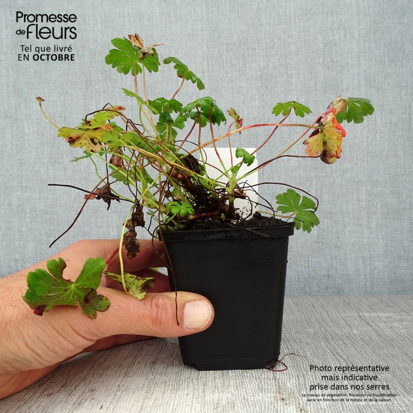 Spécimen de Géranium vivace cantabrigiense St Ola Godet de 8/9 cm tel que livré en automne