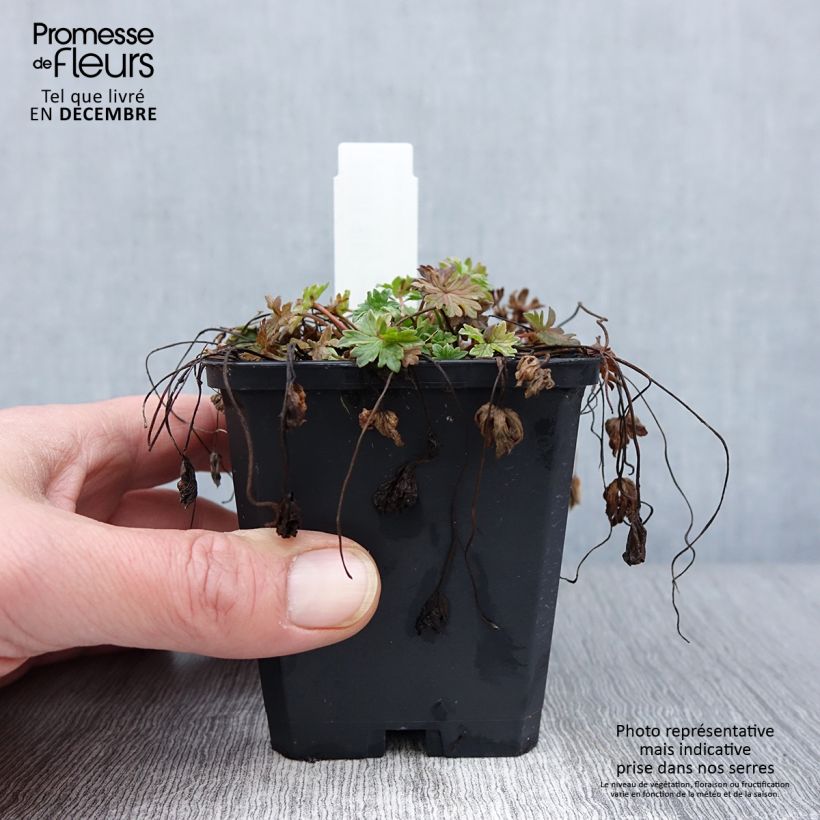 Spécimen de Geranium vivace cinereum Ballerina Godet de 8/9 cm tel que livré en automne