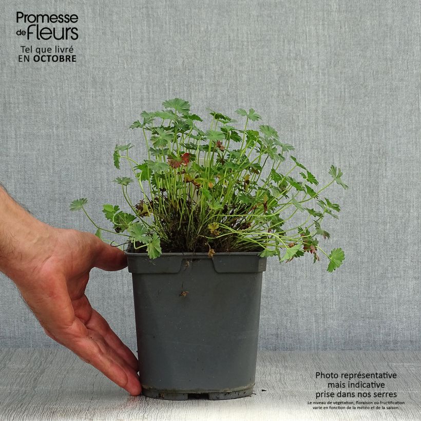 Spécimen de Geranium vivace cinereum Ballerina Pot de 2L/3L tel que livré en automne