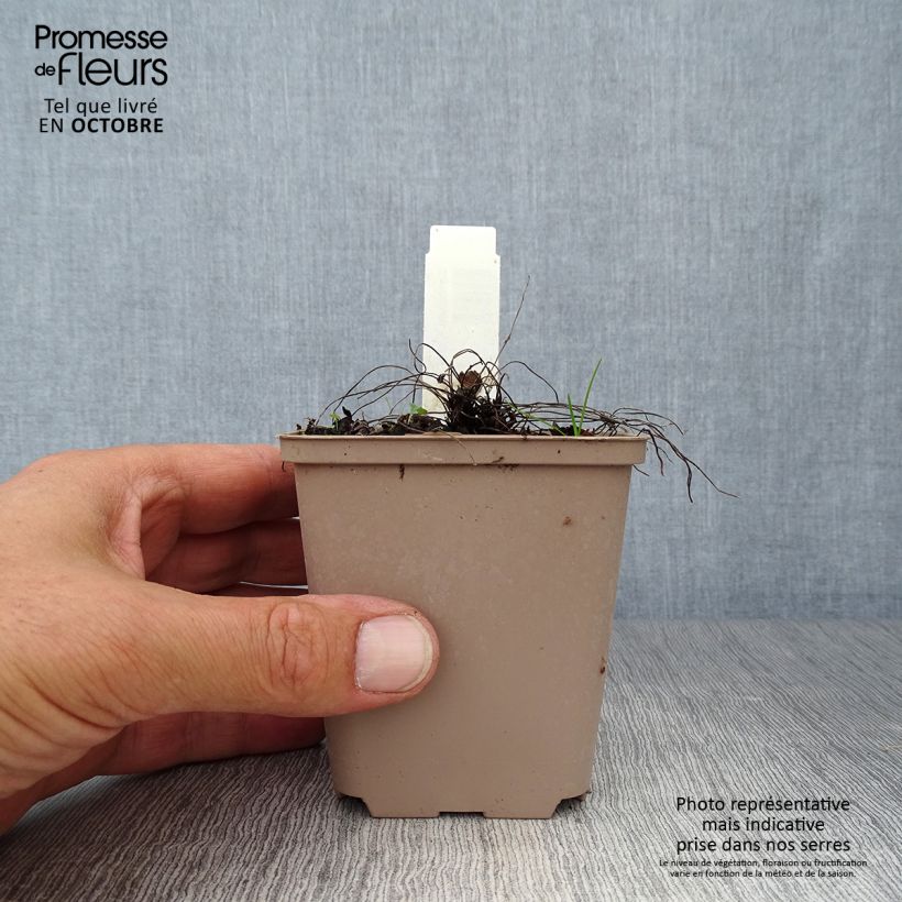 Spécimen de Géranium vivace cinereum Carol Godet de 8/9 cm tel que livré en automne