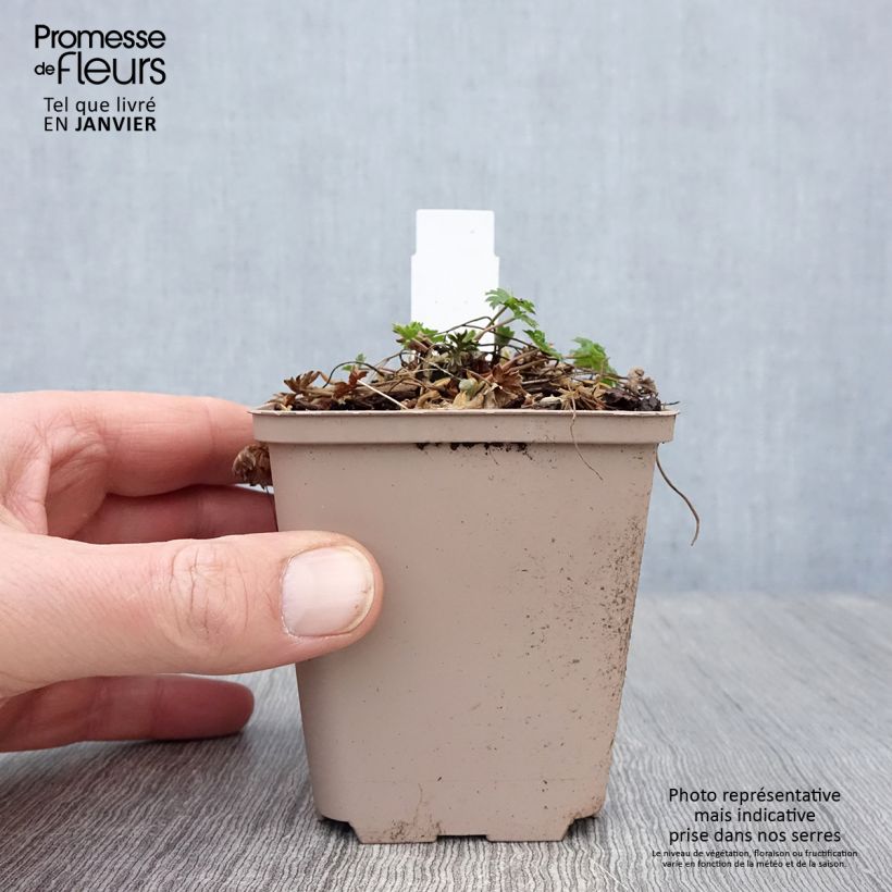 Spécimen de Géranium vivace cinereum Carol Godet de 8/9 cm tel que livré en hiver