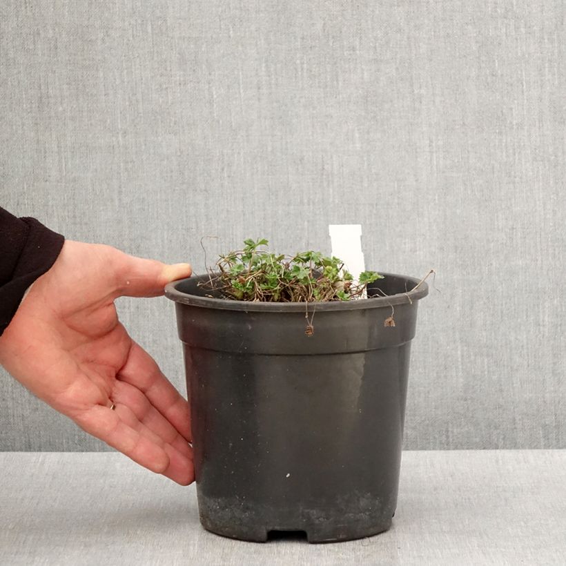 Spécimen de Géranium vivace cinereum Jolly Jewel Night Pot de 2L/3L tel que livré au printemps