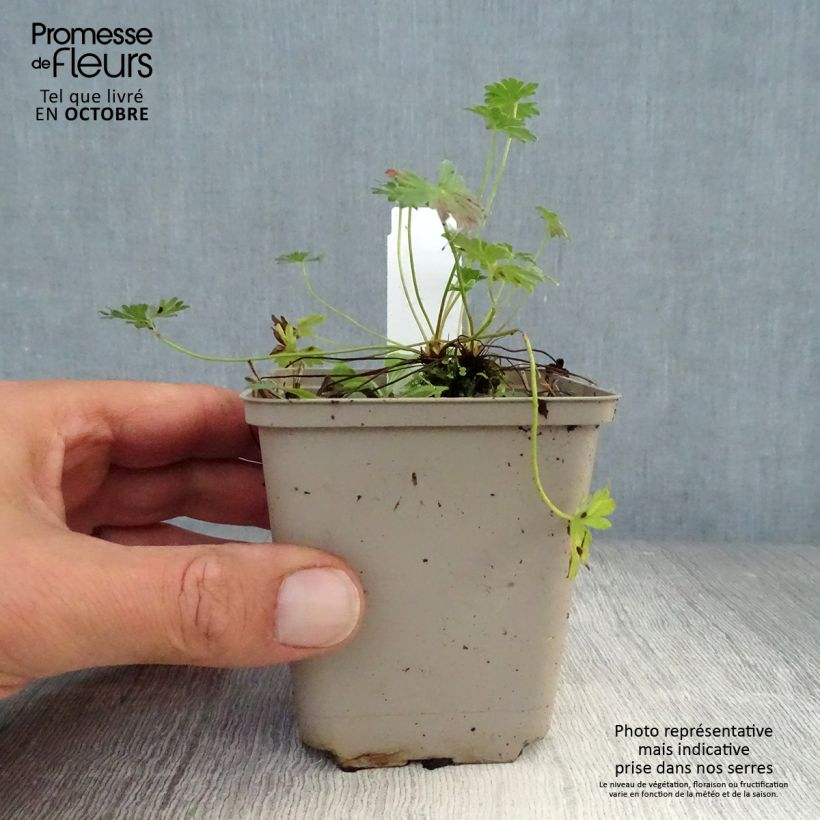 Spécimen de Géranium vivace cinereum Laurence Flatman Godet de 8/9 cm tel que livré en automne