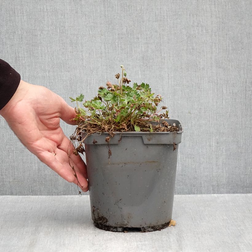 Spécimen de Géranium vivace cinereum Laurence Flatman Pot de 1,5L/2L tel que livré en automne