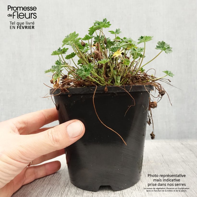 Spécimen de Géranium vivace cinereum Laurence Flatman Pot de 1,5L/2L tel que livré en hiver