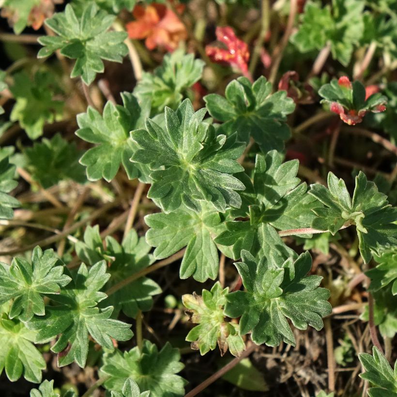 Géranium vivace cinereum v. subcaulescens Giuseppii (Feuillage)