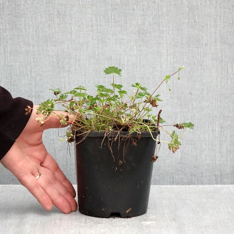 Spécimen de Géranium vivace cinereum v. subcaulescens Giuseppii Pot de 2L/3L tel que livré en automne