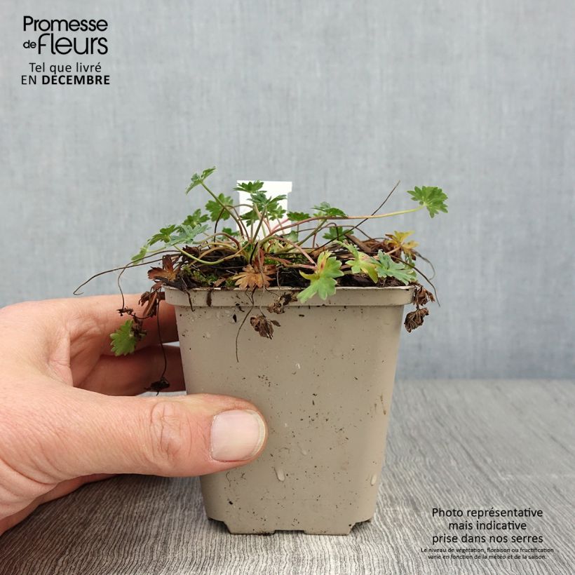 Spécimen de Géranium vivace cinereum v. subcaulescens  Godet de 8/9 cm tel que livré en automne