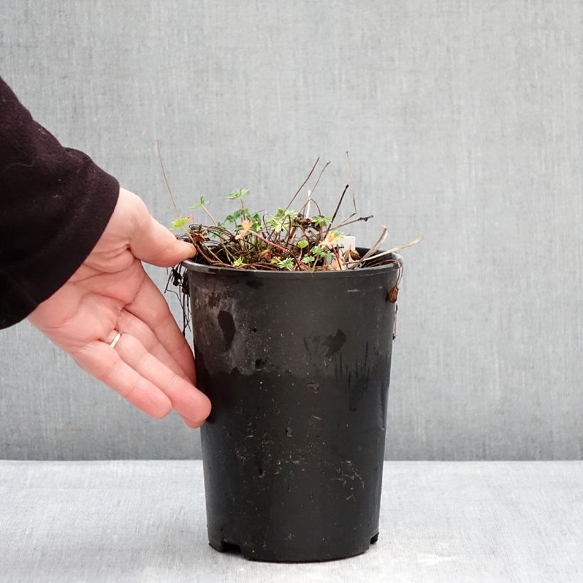 Spécimen de Géranium vivace cinereum v. subcaulescens  Pot de 2L/3L tel que livré en hiver