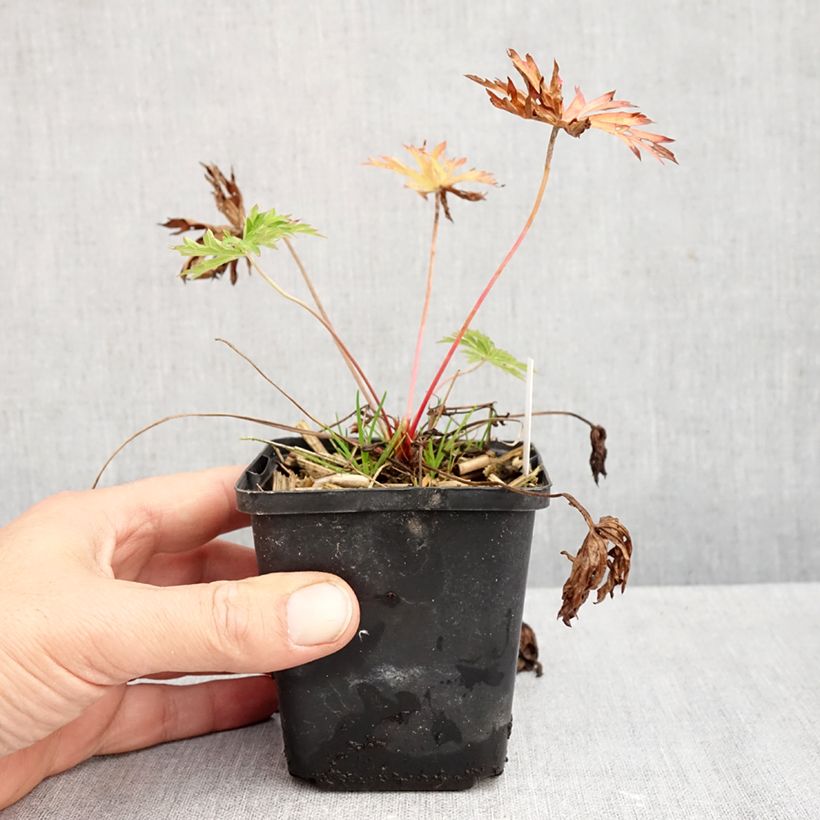 Spécimen de Géranium vivace clarkei Kashmir Blue Godet de 8/9 cm tel que livré en automne