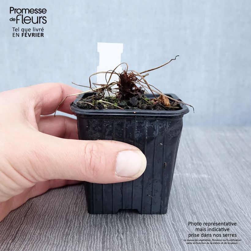 Spécimen de Géranium vivace clarkei Kashmir Purple Godet de 8/9 cm tel que livré en hiver