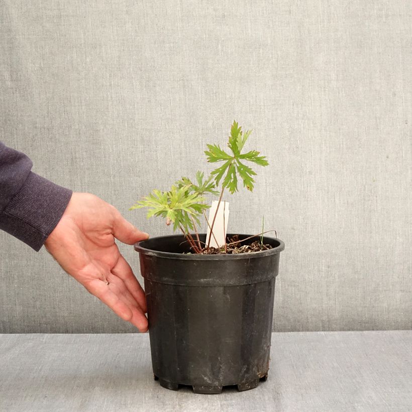 Spécimen de Géranium vivace clarkei Kashmir Purple Pot de 2L/3L tel que livré en automne