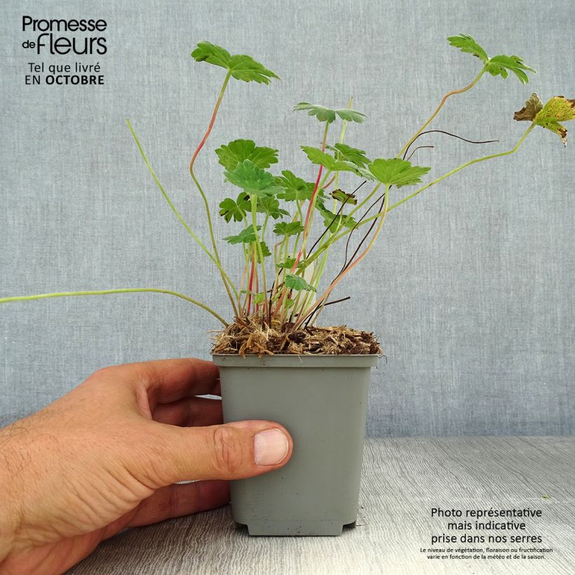 Spécimen de Geranium vivace Coombland White Godet de 8/9 cm tel que livré en automne
