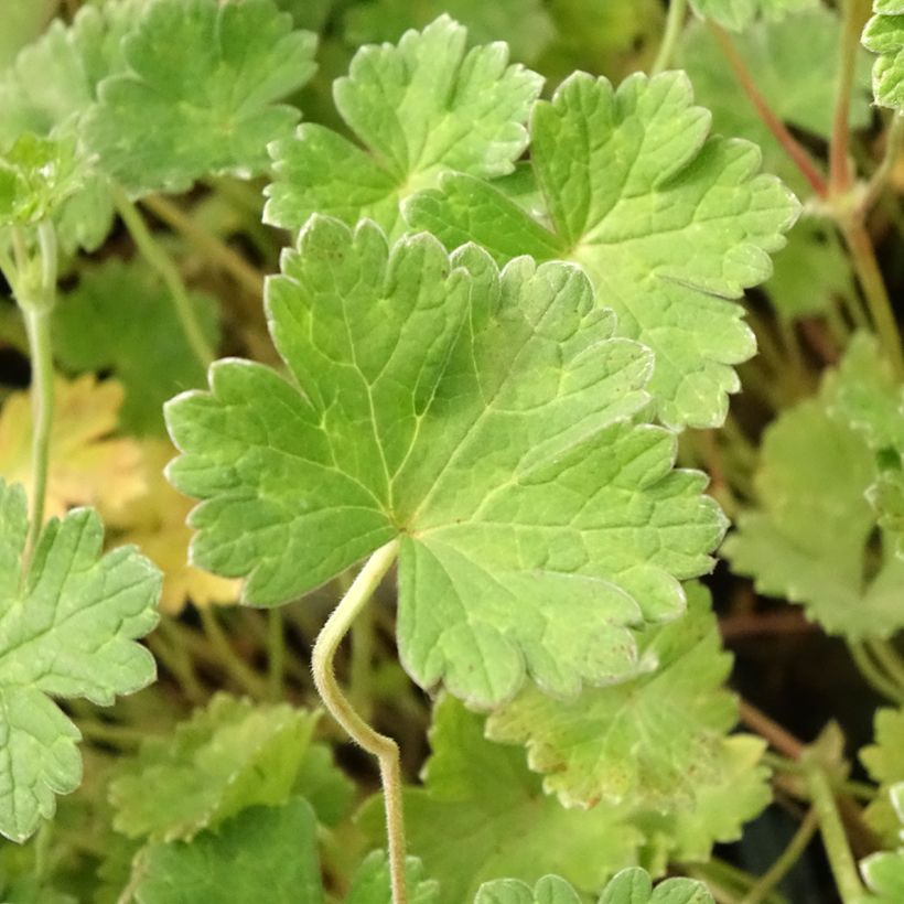 Geranium vivace Coombland White (Feuillage)