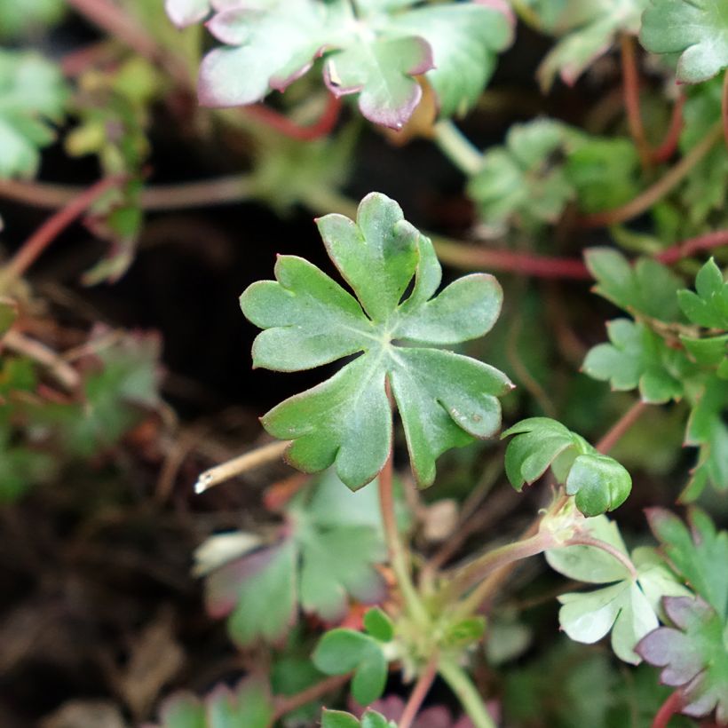 Geranium vivace dalmaticum - Géranium de Dalmatie (Feuillage)